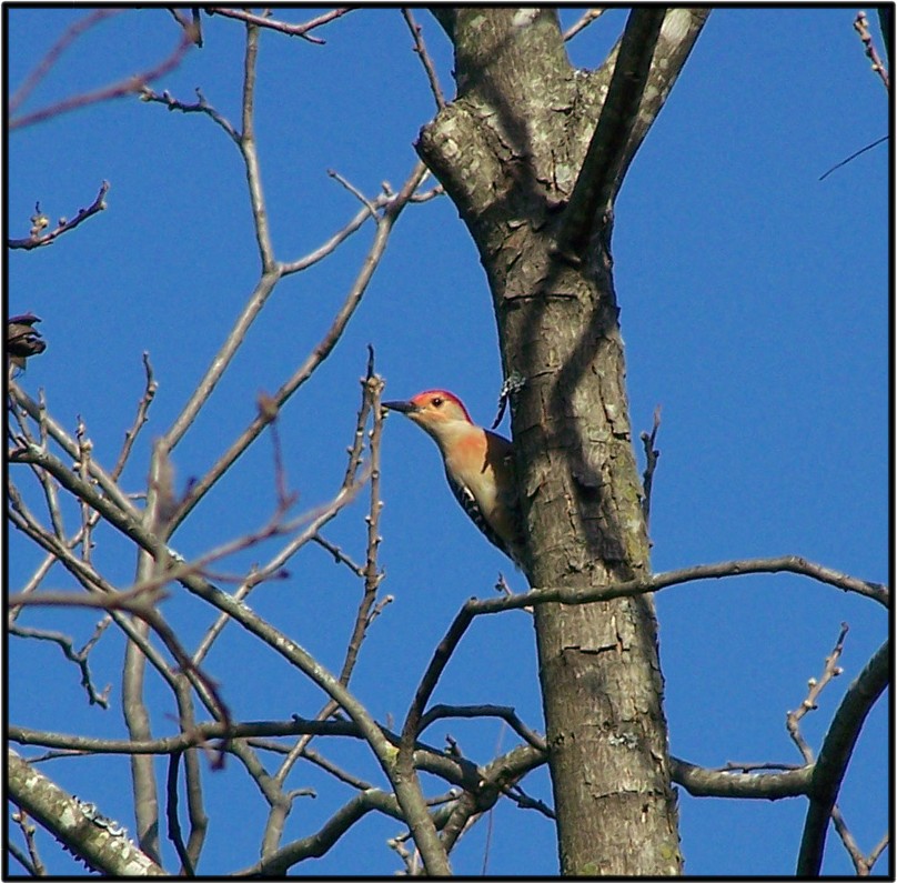 af60c-birdyoulookinatme2