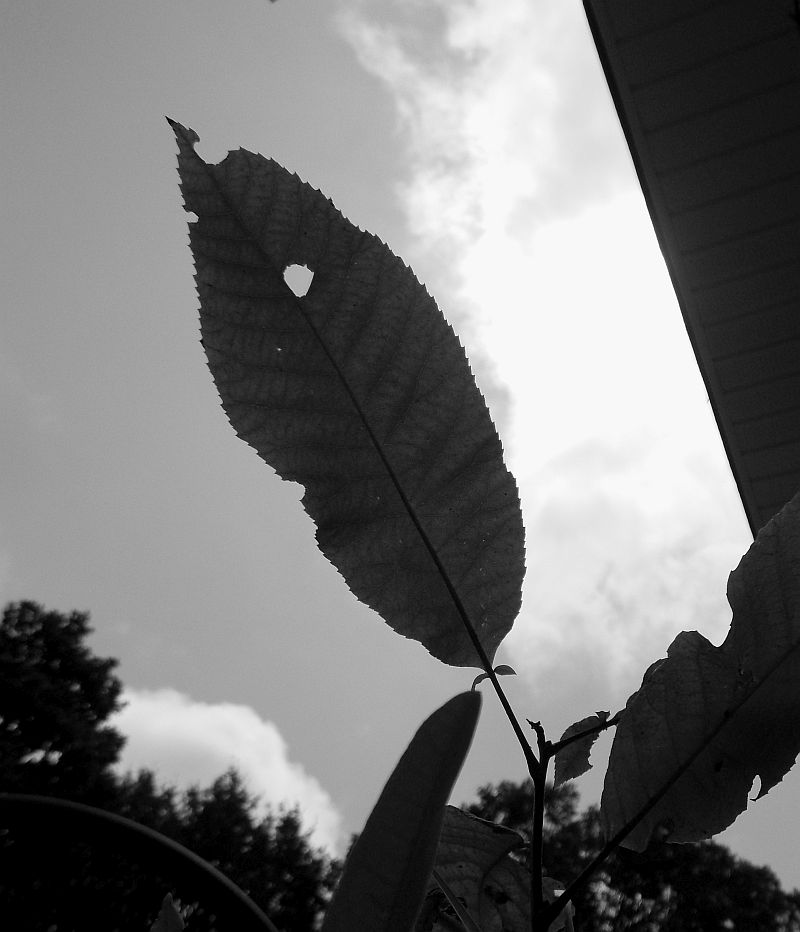 leaf1