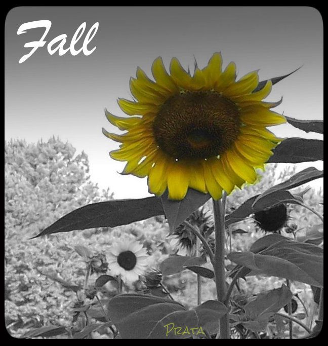 sunflower2splashed fall