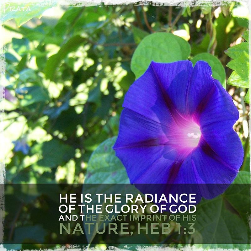 morning glory imprint radiance verse