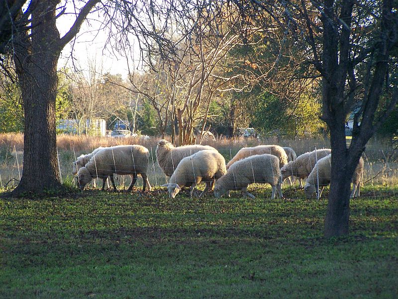 sheep grazing at dawn
