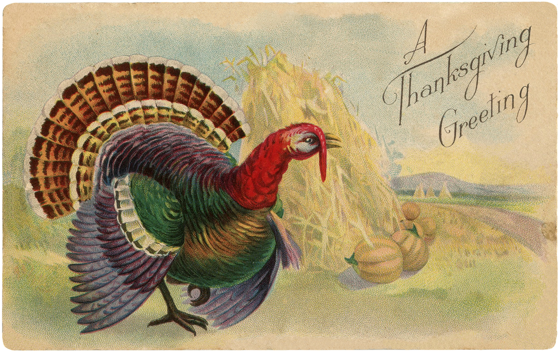 Vintage-Thanksgiving-Turkey-Postcard-GraphicsFairy
