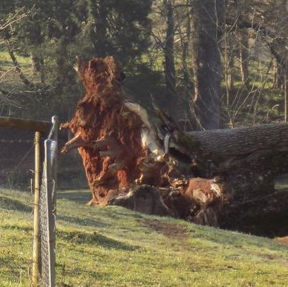 fallen tree