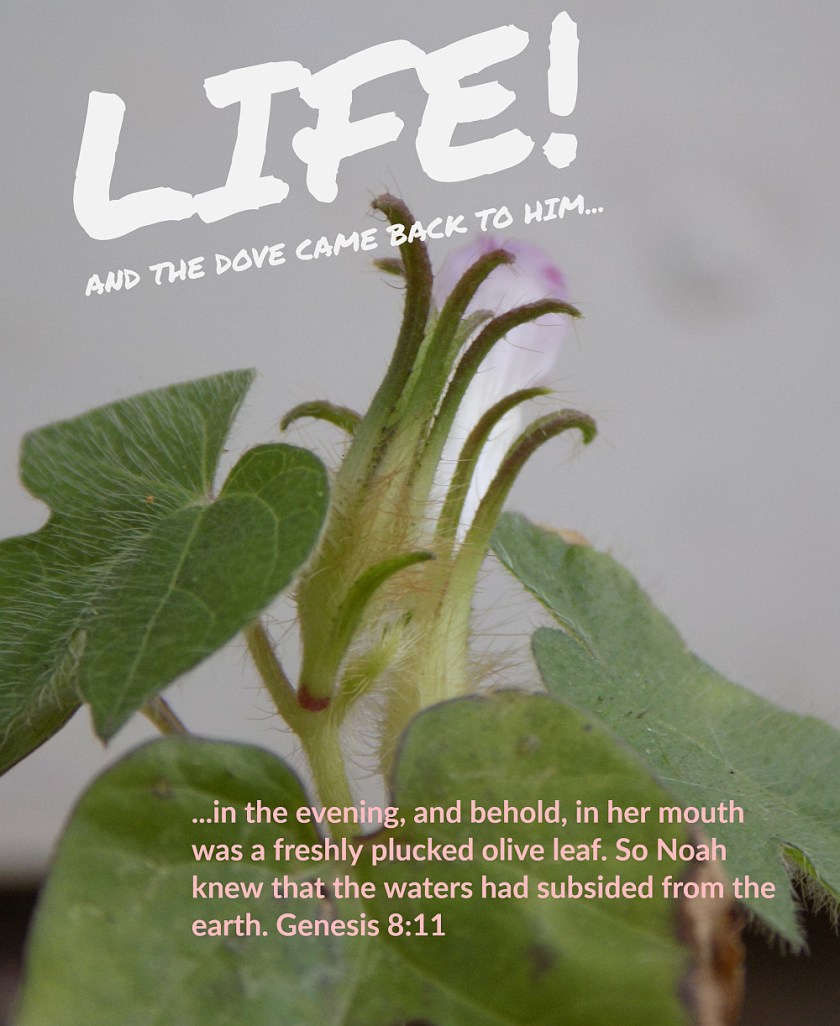 flood recedes verse.jpg