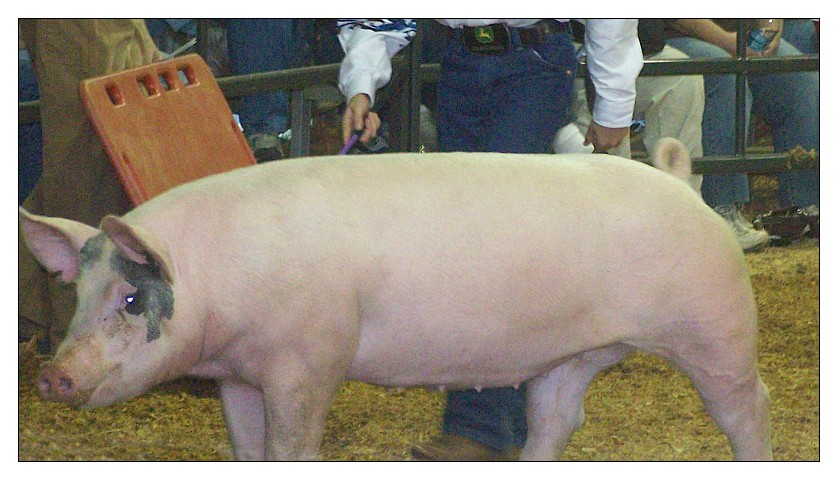 pig
