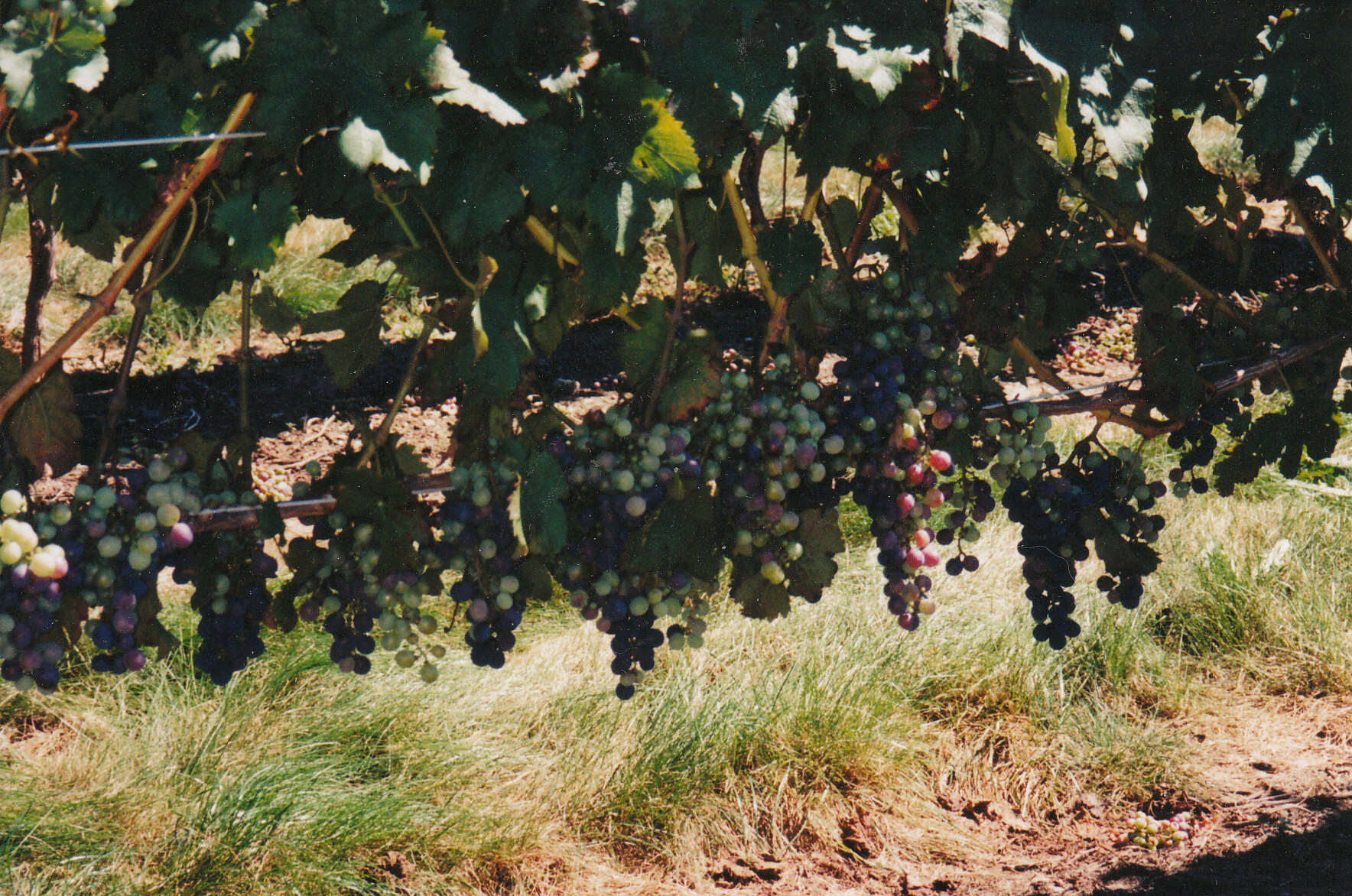 grapes