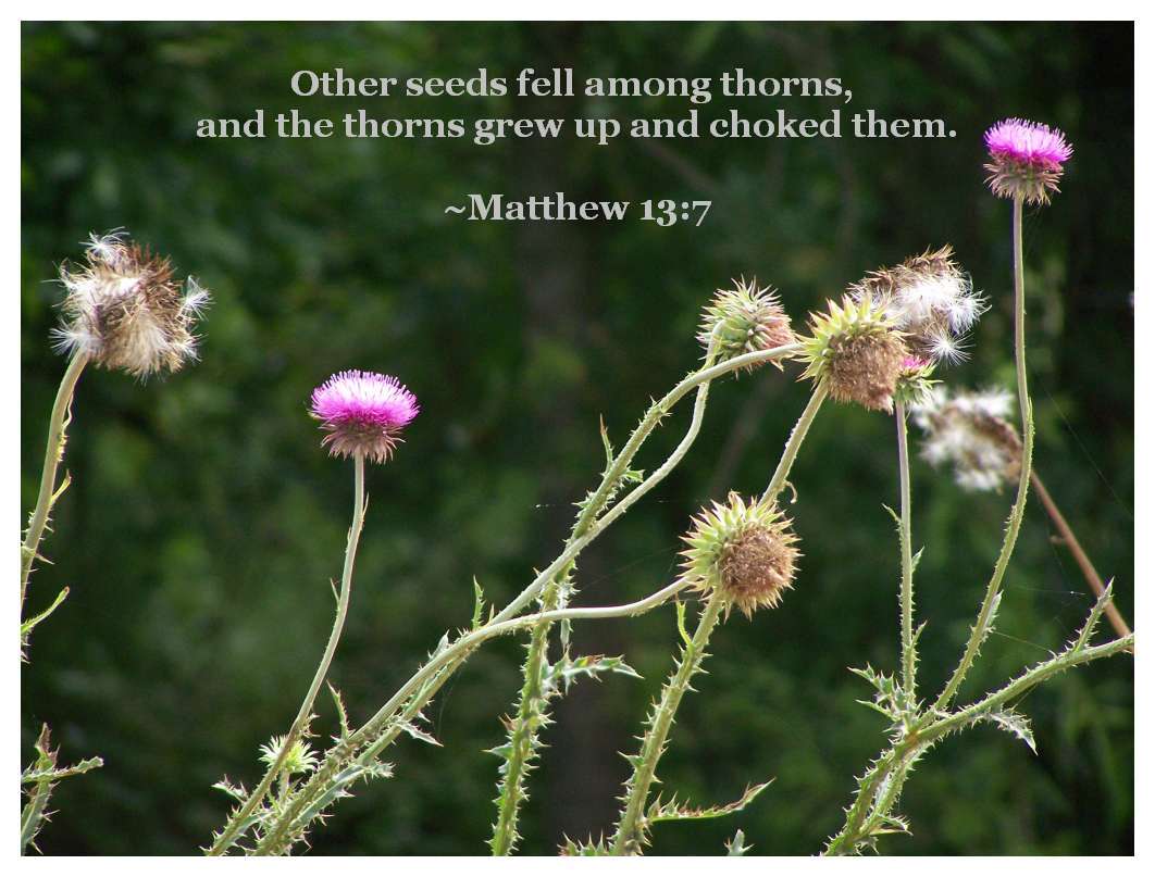 thorns