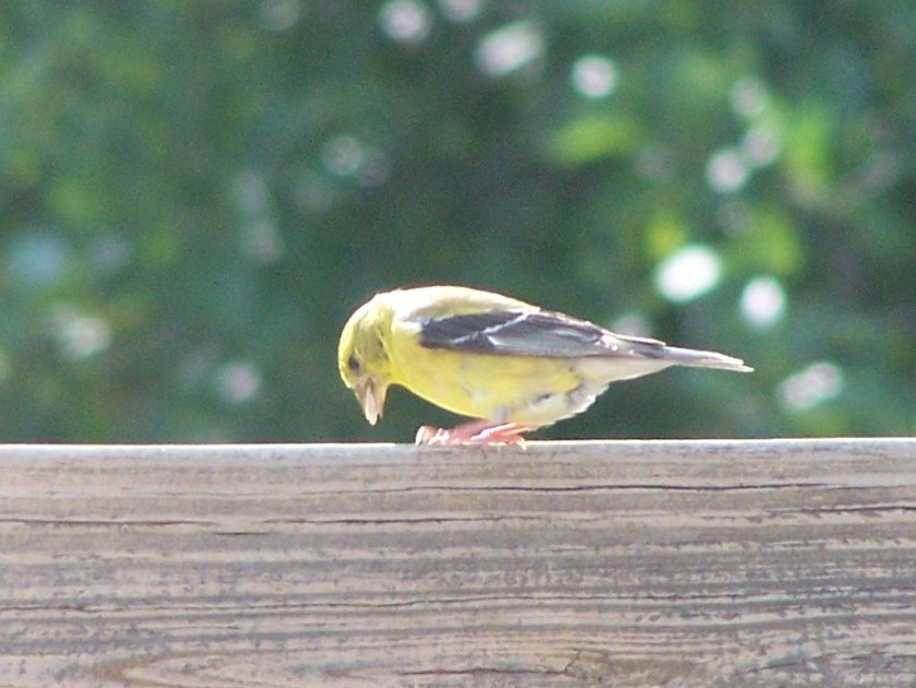 goldfinch