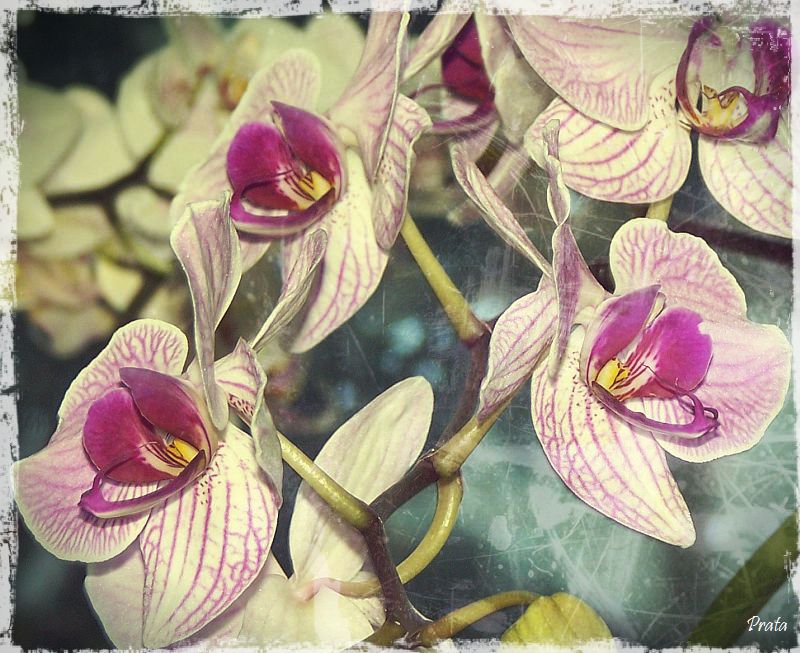 botanical garden flowers