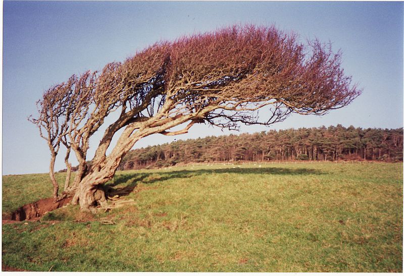 Wind_bent_tree,_near_Golden_Gap,_Dorset_-_1990s_(16644330374)