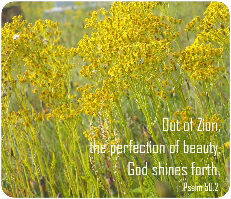 perfection of beauty shines verse