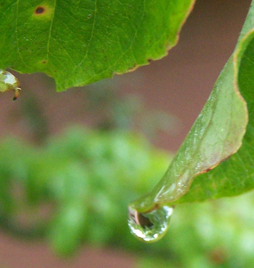 water droplet