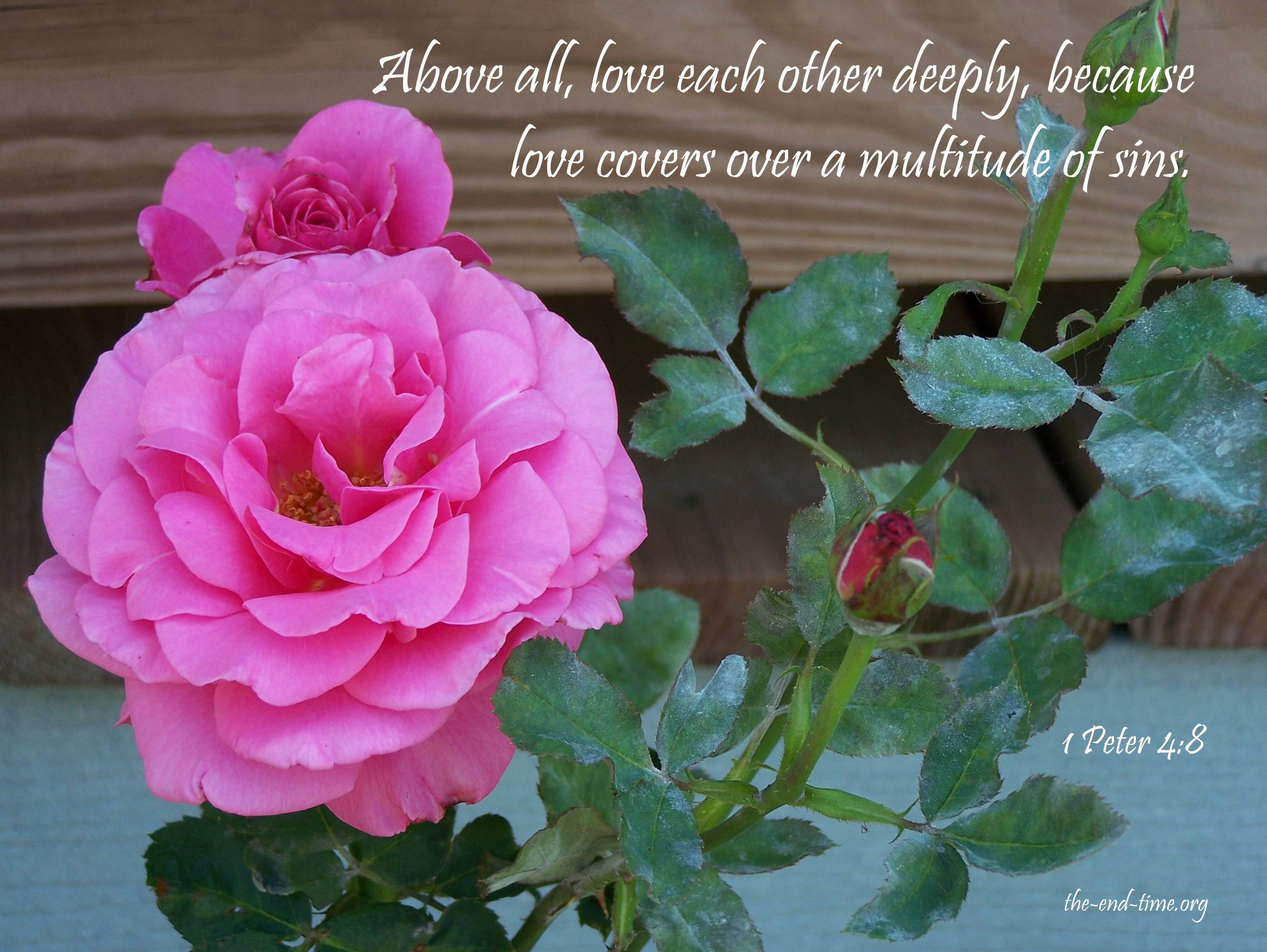 love verse 4