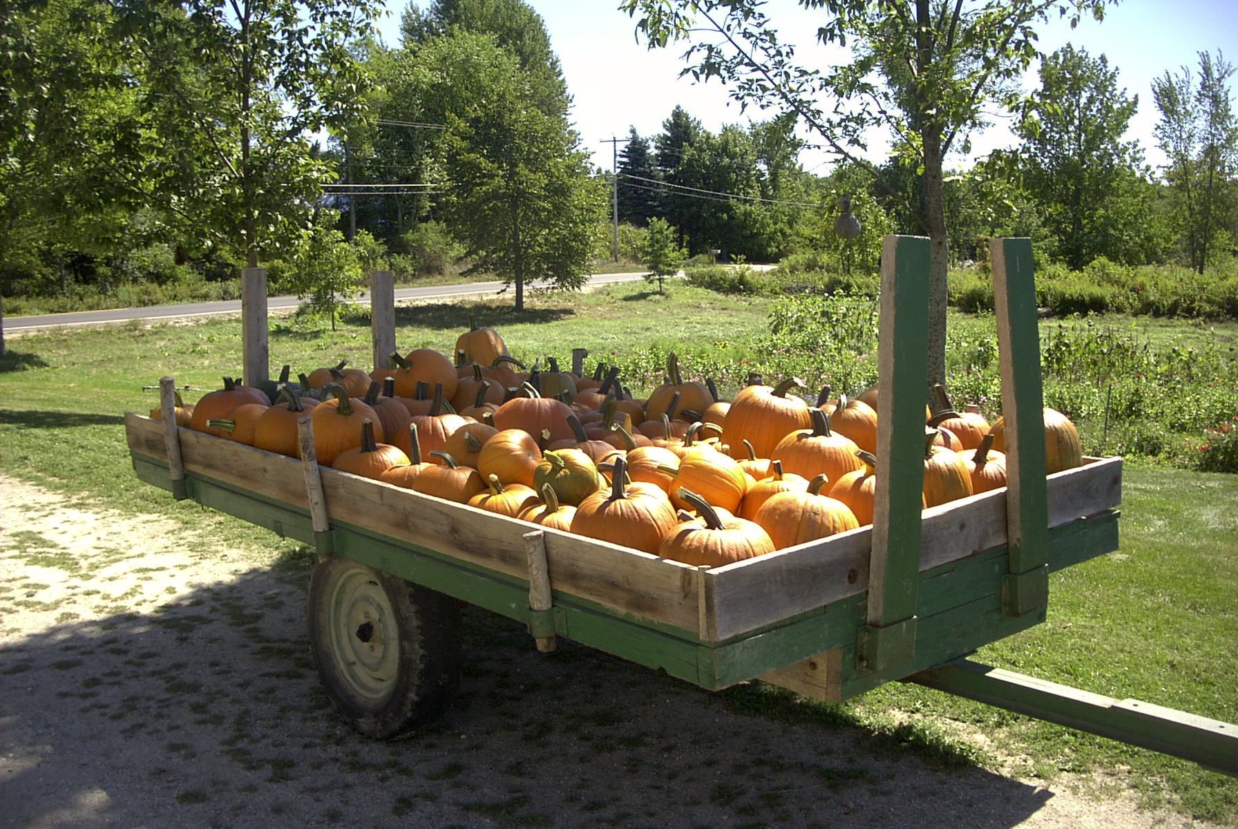 pumpkins.jpg