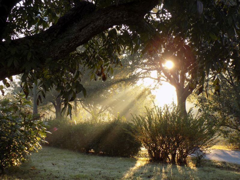 sunshine beams in yard