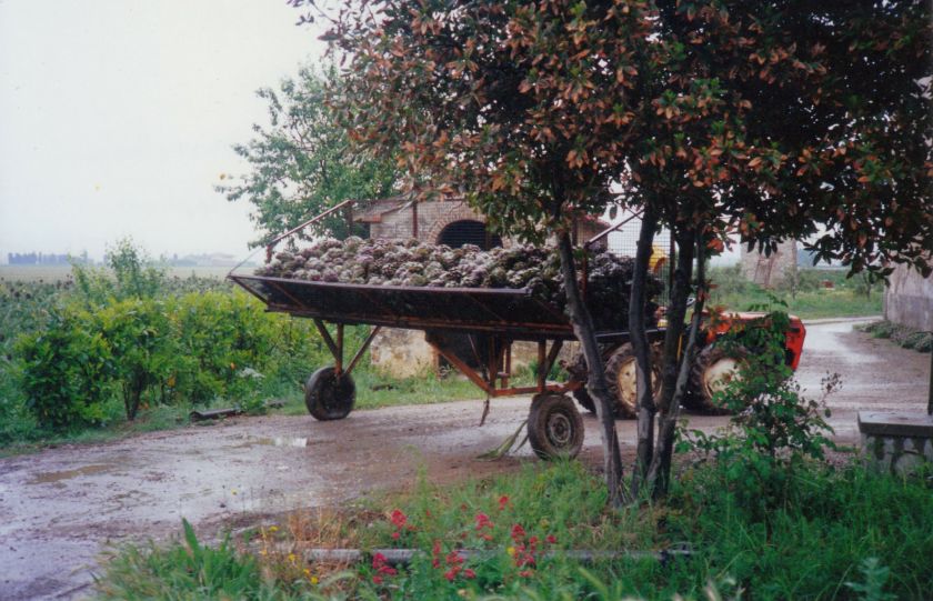 tuscan artichoke wagon.jpg