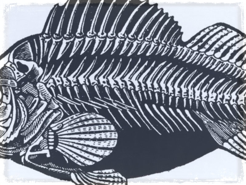 fish bones