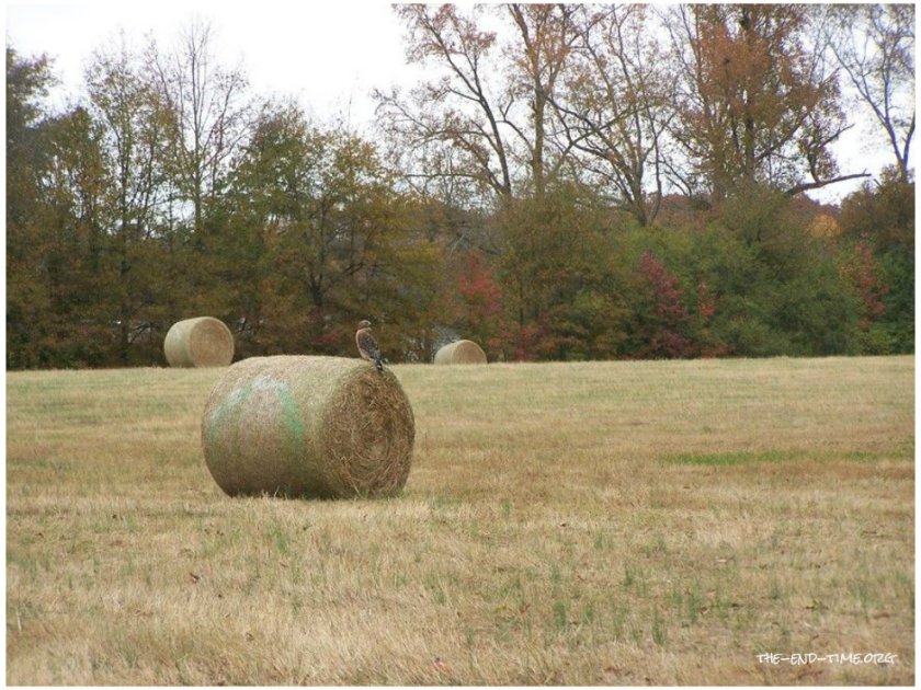 hawk on hay.jpg