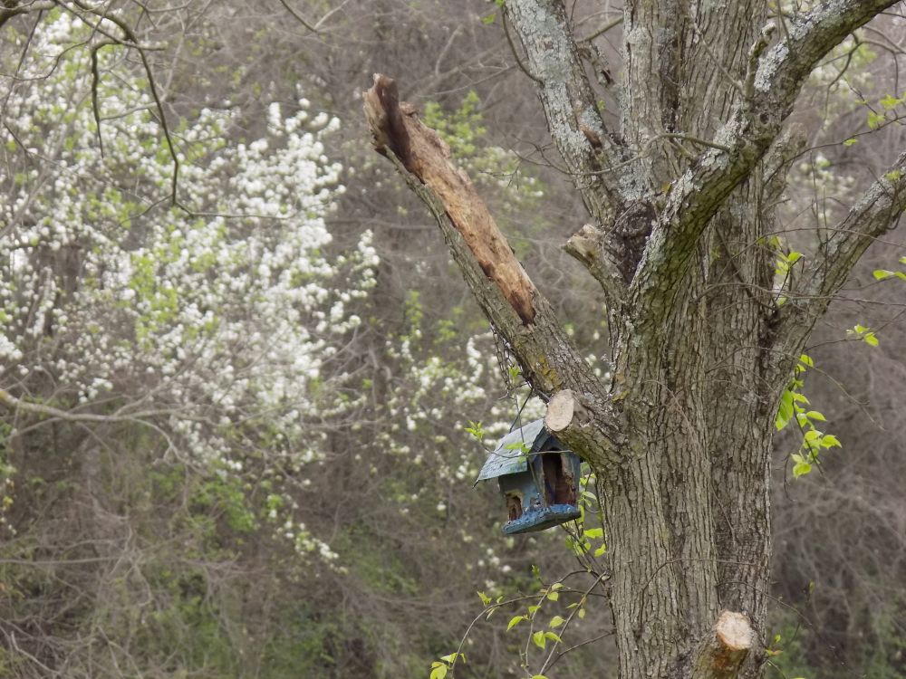 birdhouse2