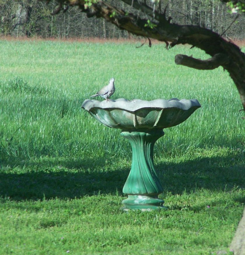 blog bird bath