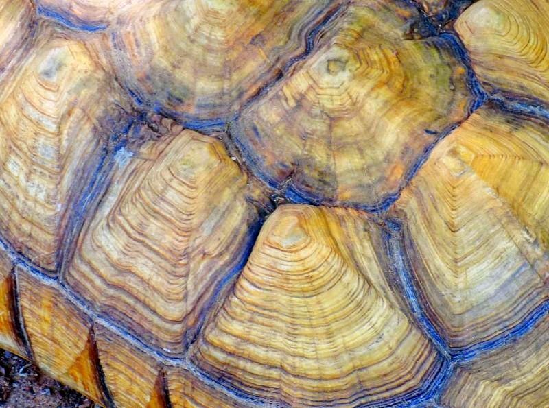 turtle shell detail