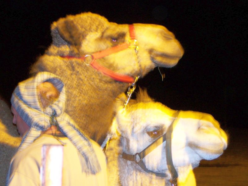 camel