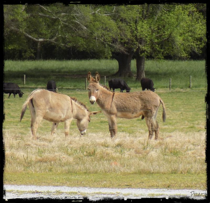 donkeys 2a
