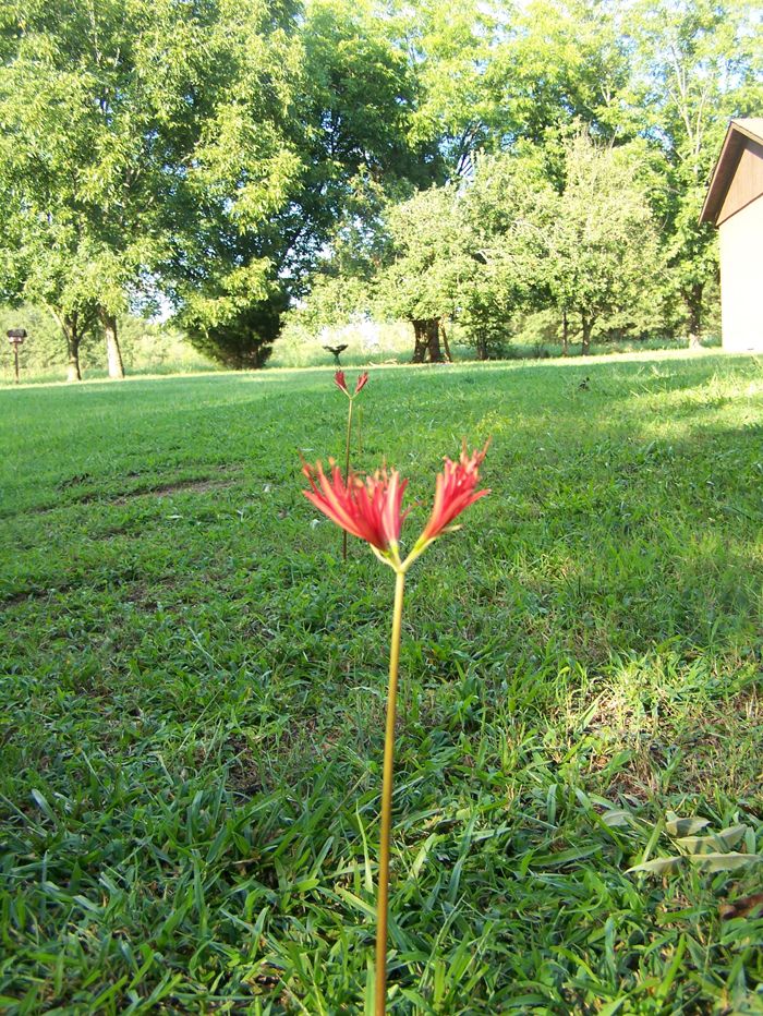 flowers in middle of lawn