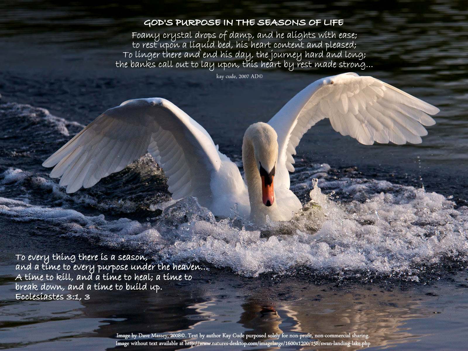 Swan landing on a lake