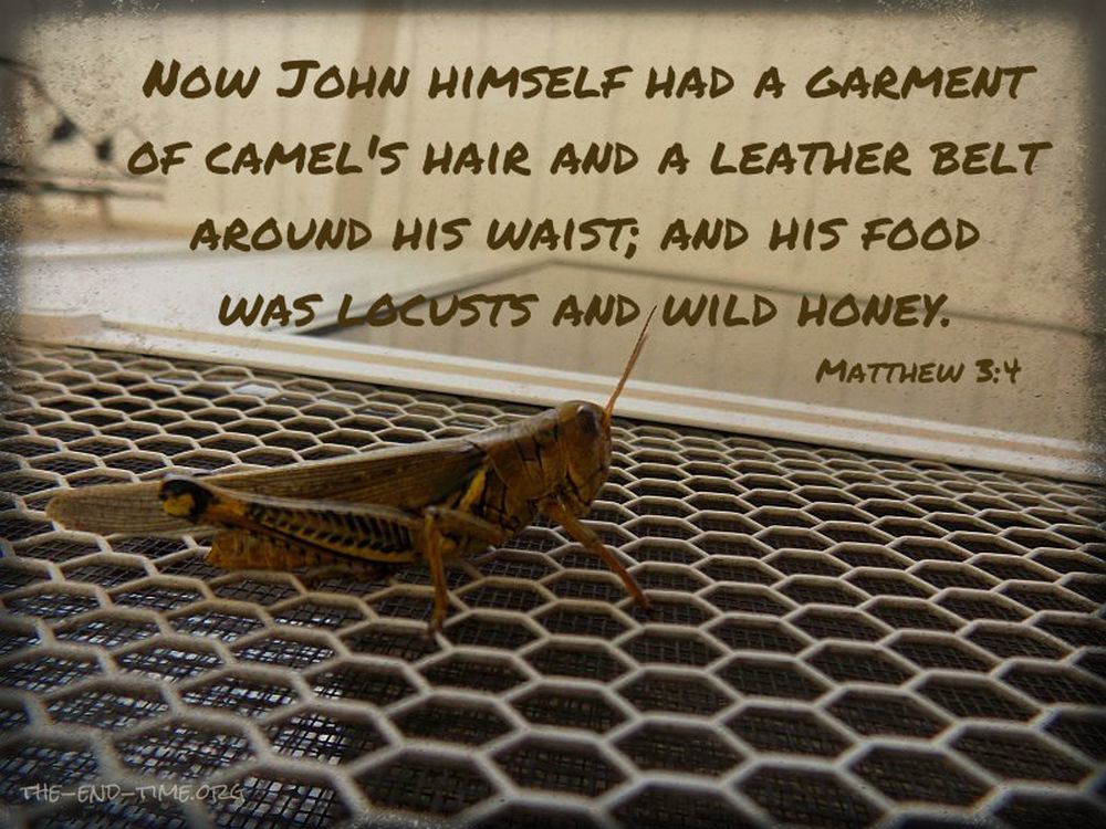 John the Baptist ate locusts, ew